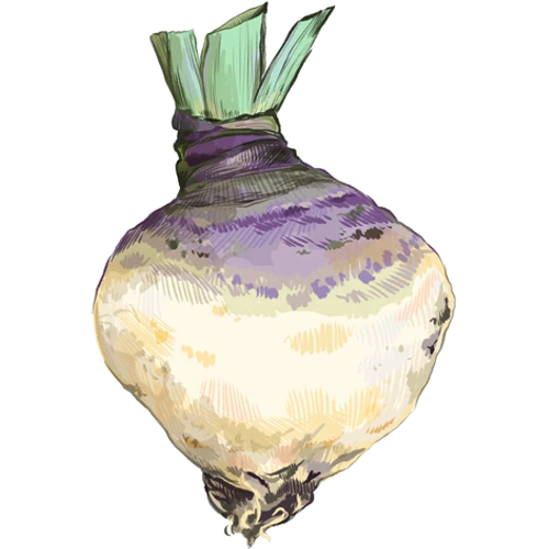 Wurzelgemüse