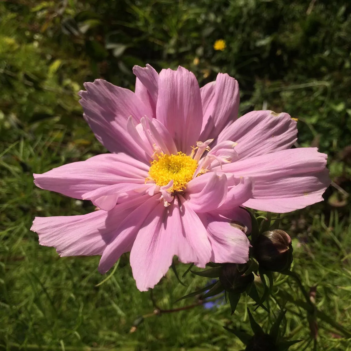 Rosa Schmuckkörbchen / Cosmea 'Pink' (Cosmos bipinnatus) Samen
