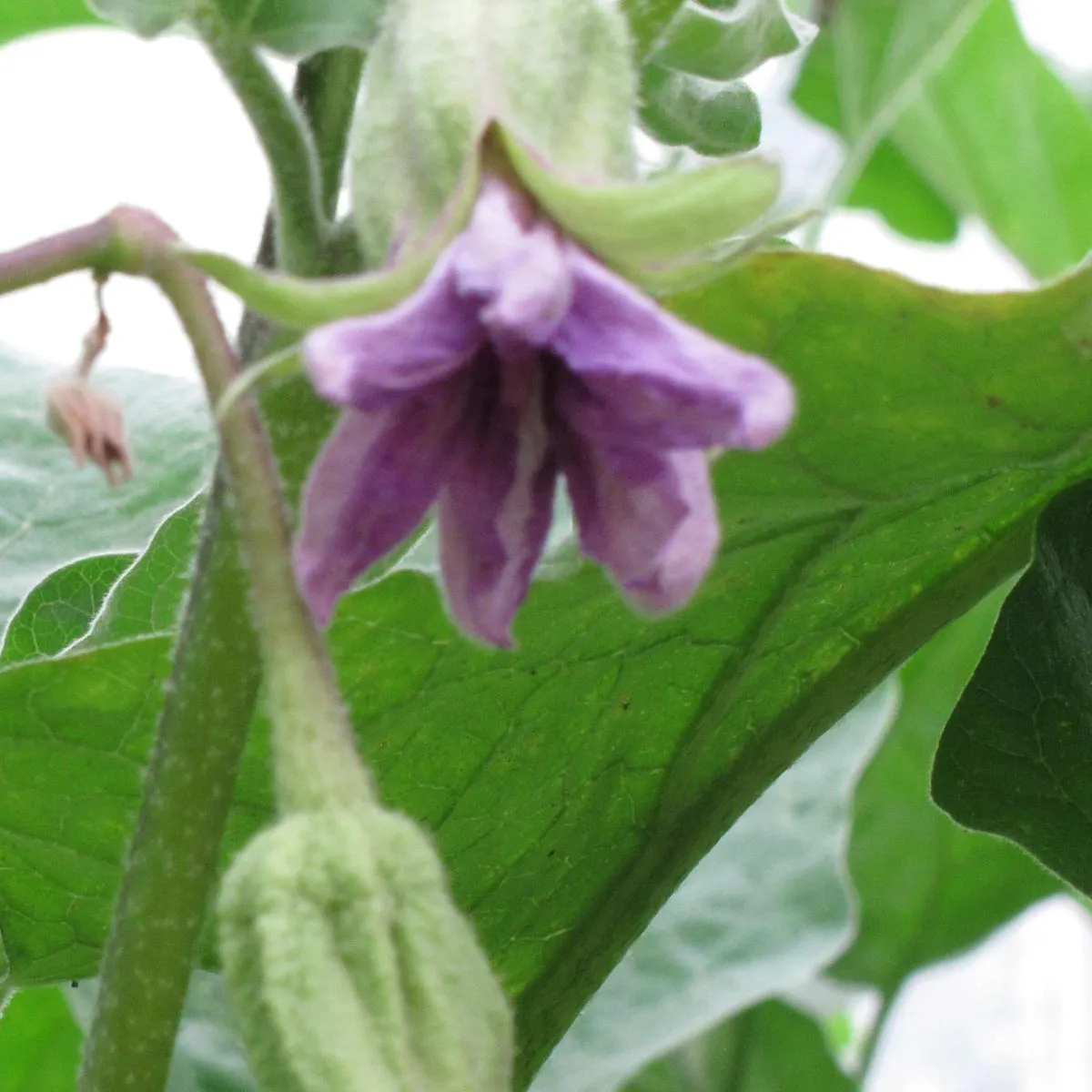 Auberginen 'Lange Violette' (Solanum melongena) Samen