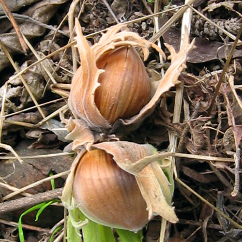 Noisettes mûres dans leur involucre sur des feuilles d'automne