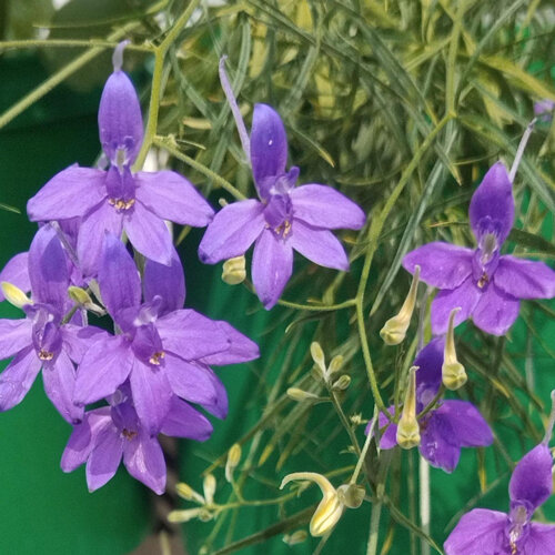 Pied-d'alouette des jardins (Consolida ajacis) aux fleurs violettes à éperon