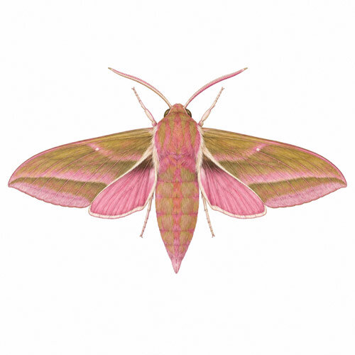 Illustration du grand sphinx de la vigne (Deilephila elpenor)