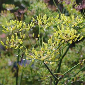 Fenouil vert aromatique (Foeniculum vulgare) aux ombelles jaunes perlées de pluie