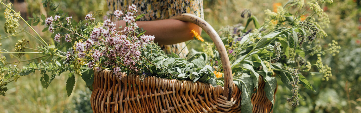 Récolte d’herbes aromatiques à la fin de l’été