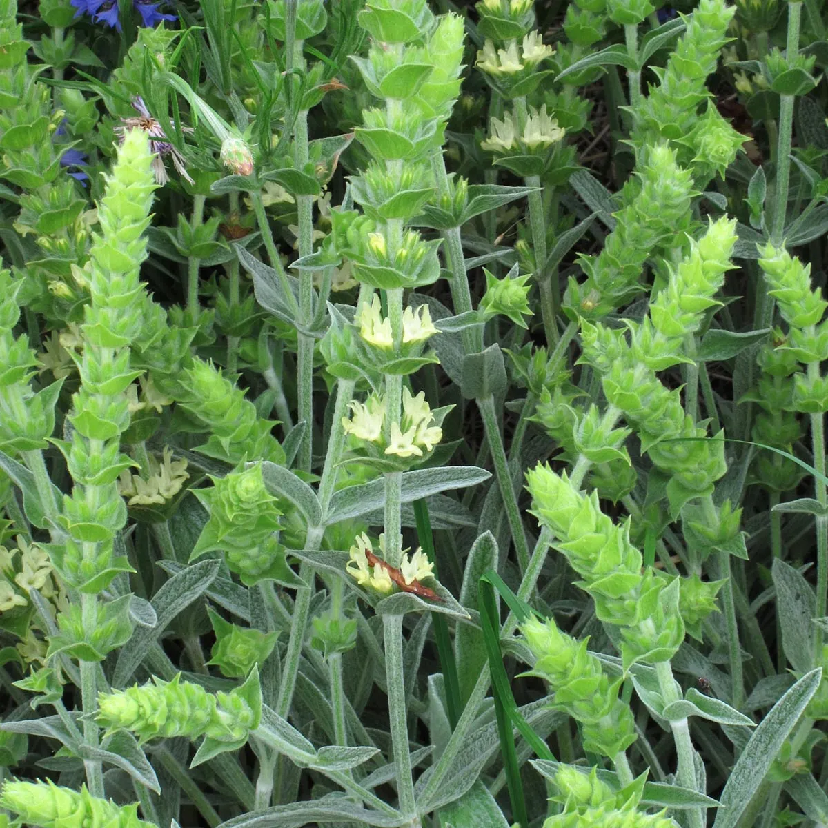Griechischer Bergtee (Sideritis syriaca) Bio Saatgut