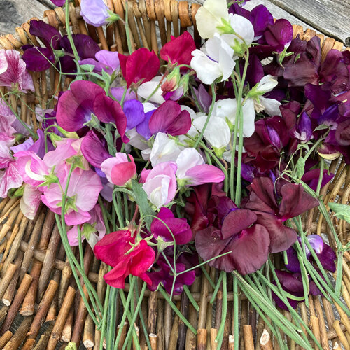 Pois de senteur fraîchement coupés roses, blancs, violets et bordeaux sur un panier en osier