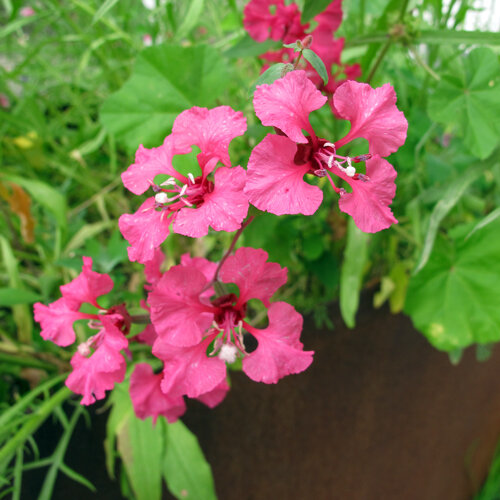 Clarkia (Clarkia elegans) aux fleurs rose vif