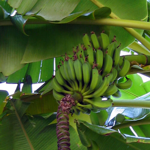 Bananier avec régime de bananes vertes et inflorescence