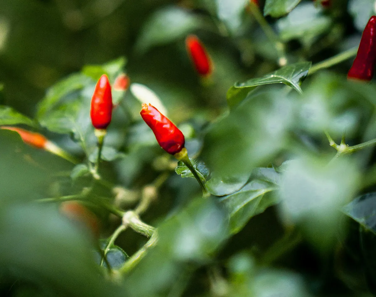 Semis de piments