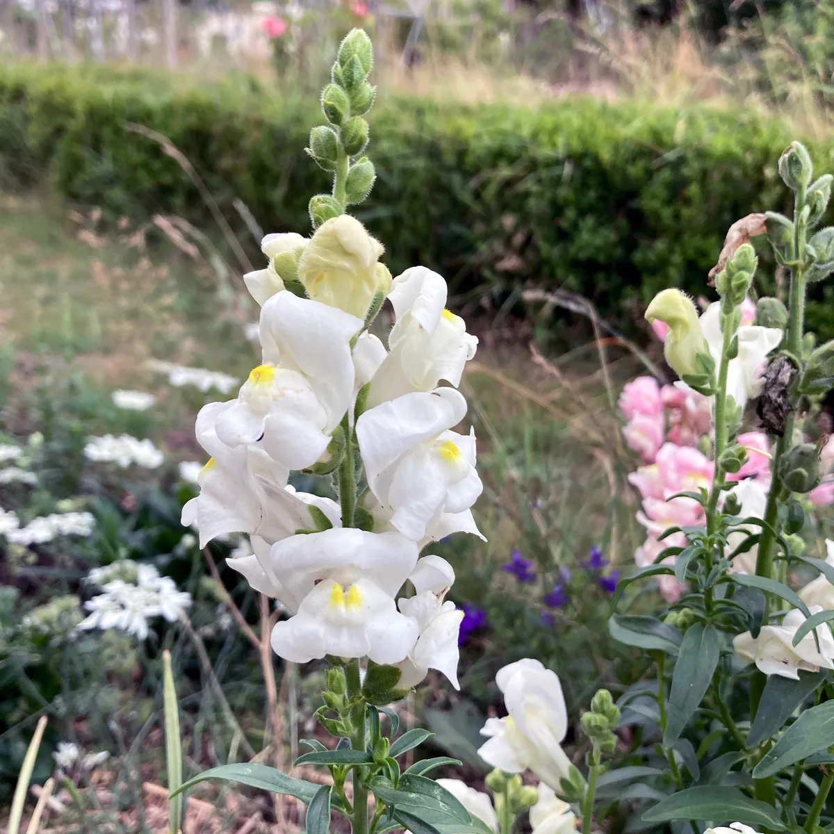 Weißes Löwenmäulchen 'Snowflake' (Antirrhinum majus) Samen