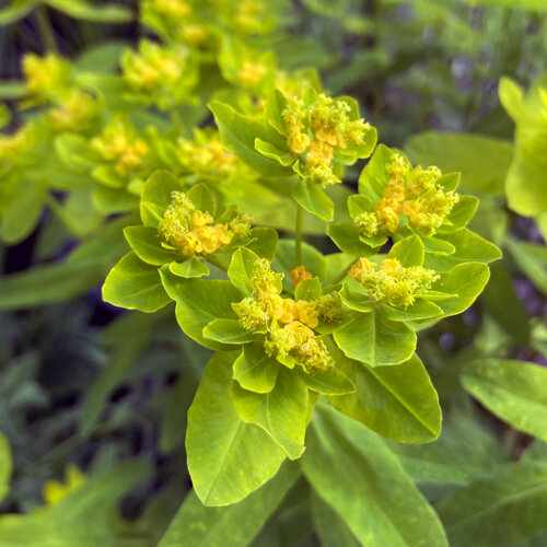 Euphorbe polychrome aux bractées vert-jaune et petites fleurs jaunes