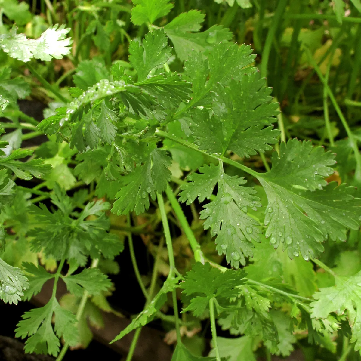 Zitronen-Koriander 'Dwarf Lemon' (Coriandrum sativum) Bio Saatgut