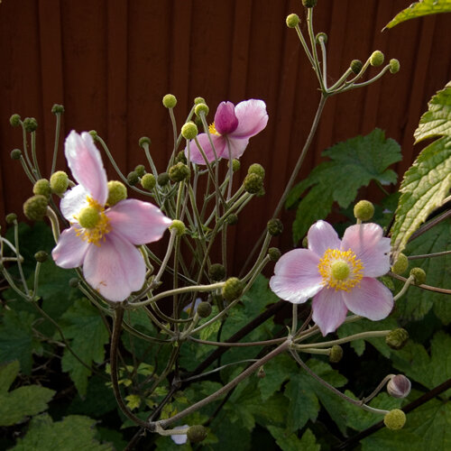 Anémone du Japon (Anemone hupehensis) aux fleurs roses et boutons ronds
