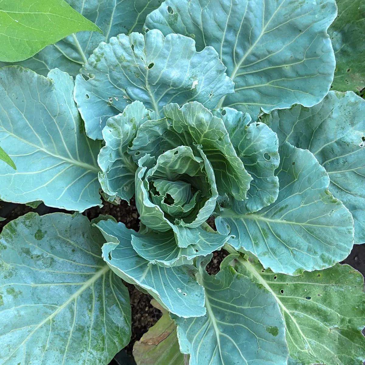 Weisskohl 'Wädenswiler‘ (Brassica oleracea) Bio Saatgut