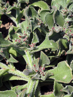 Ficoïde glaciale (Mesembryanthemum crystallinum) aux feuilles charnues et scintillantes
