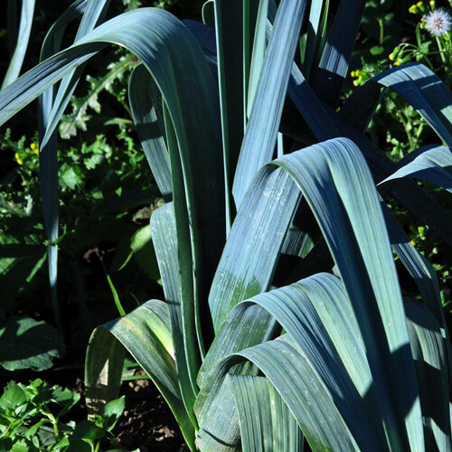 Poireau 'Blaugrüner Winter' aux larges feuilles vert bleuté au potager