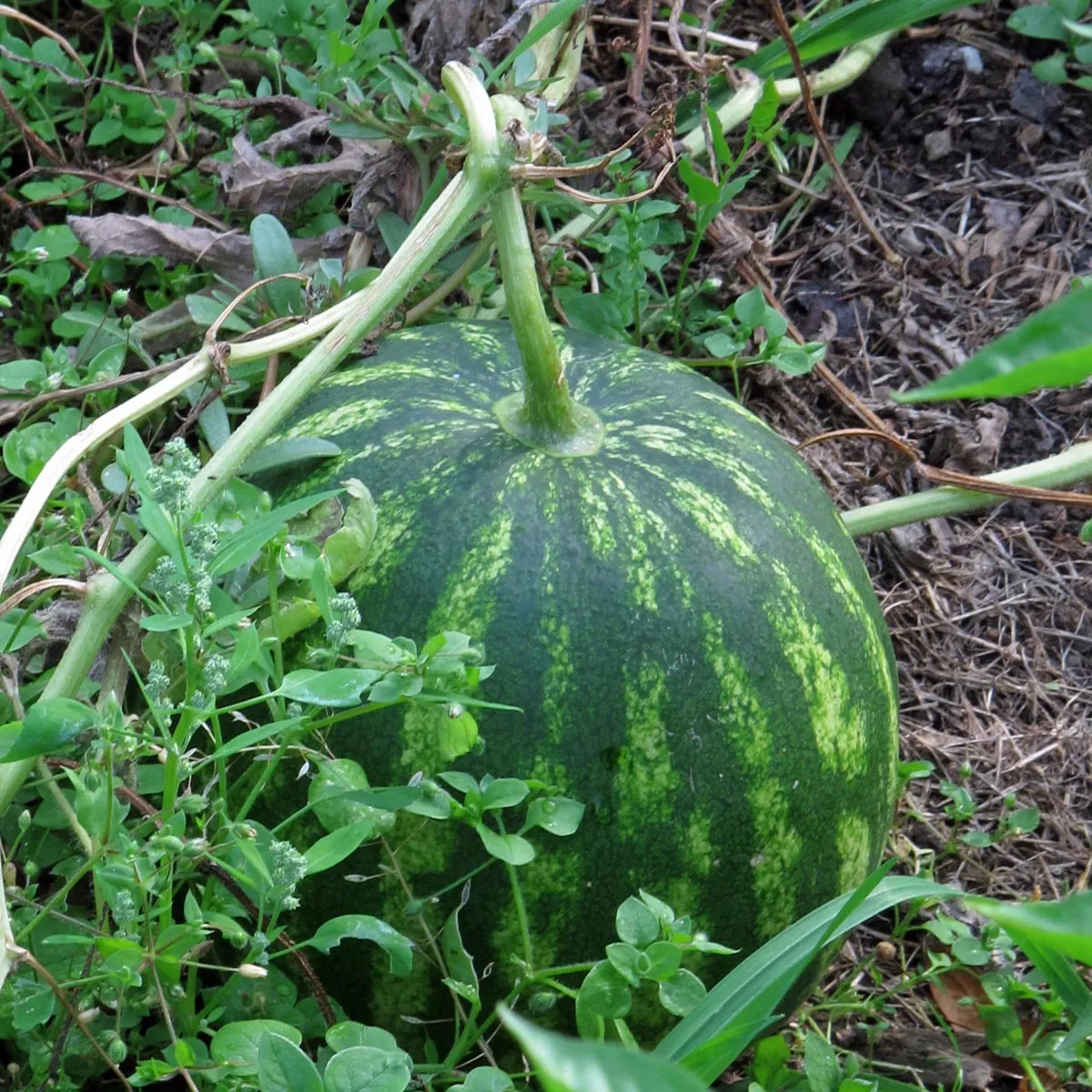 Wassermelone 'Crimson Sweet' (Citrullus lanatus) Bio Saatgut