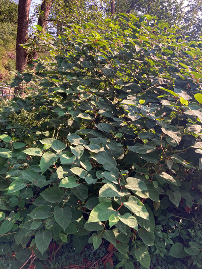 Renouée du Japon (Fallopia japonica)