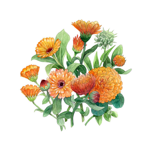 Illustration : soucis orange en fleurs et en boutons