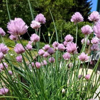 Ciboulette (Allium schoenoprasum) en fleurs aux pompons violets