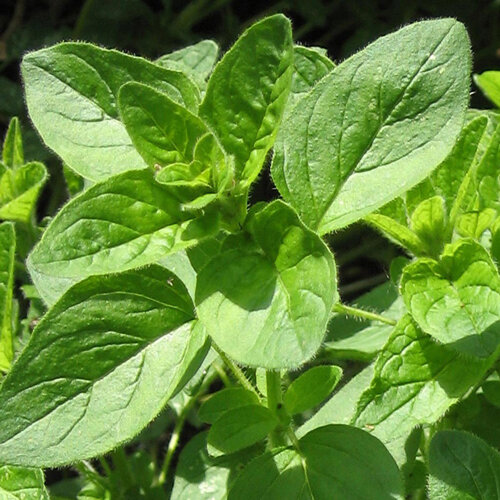 Origan aux feuilles vertes finement duveteuses