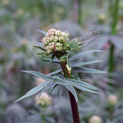 Boutons floraux de valériane des collines (Valeriana officinalis) sur une tige rougeâtre