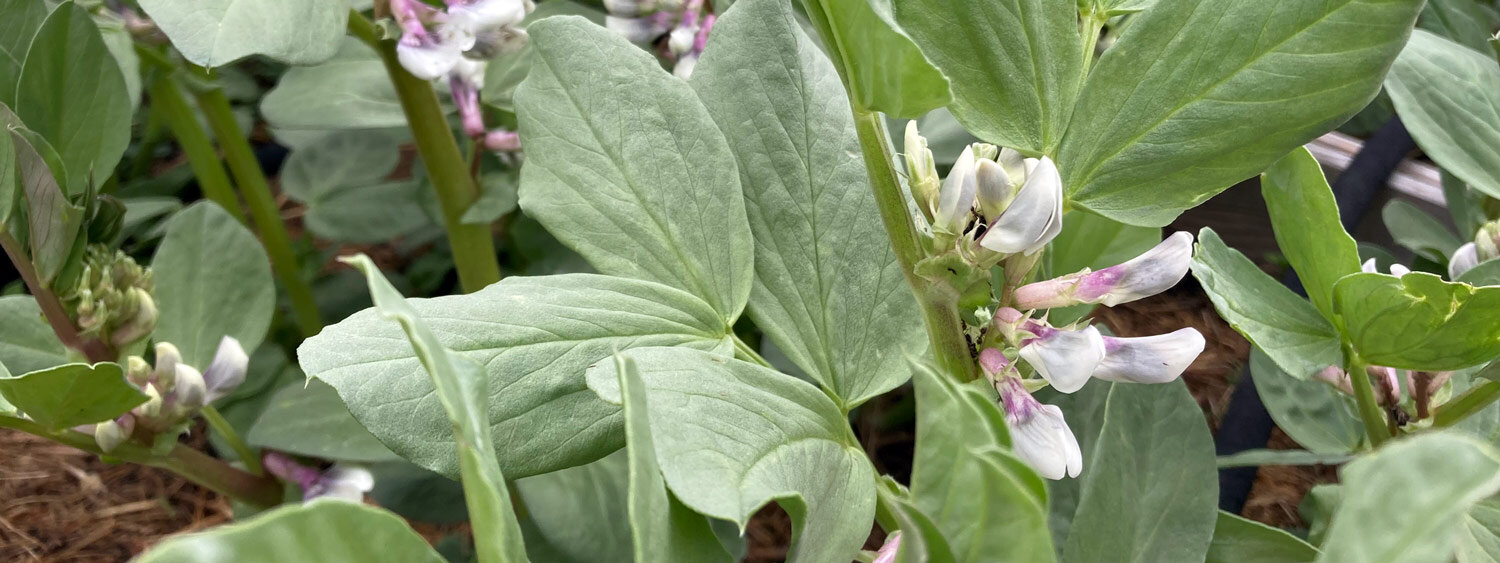 Fèves en fleurs aux fleurs blanches et violettes dans un potager