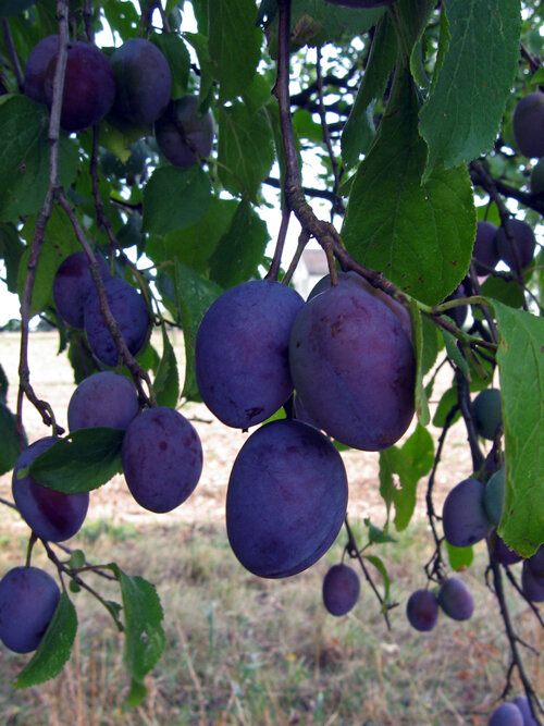 Quetsches bleues mûres sur l'arbre