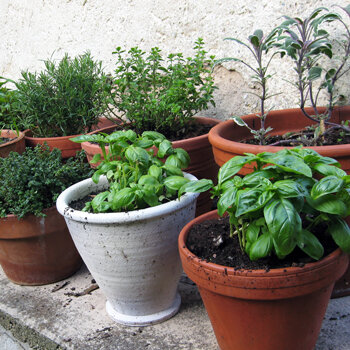 Herbes aromatiques comme le basilic en pots de terre cuite contre un mur