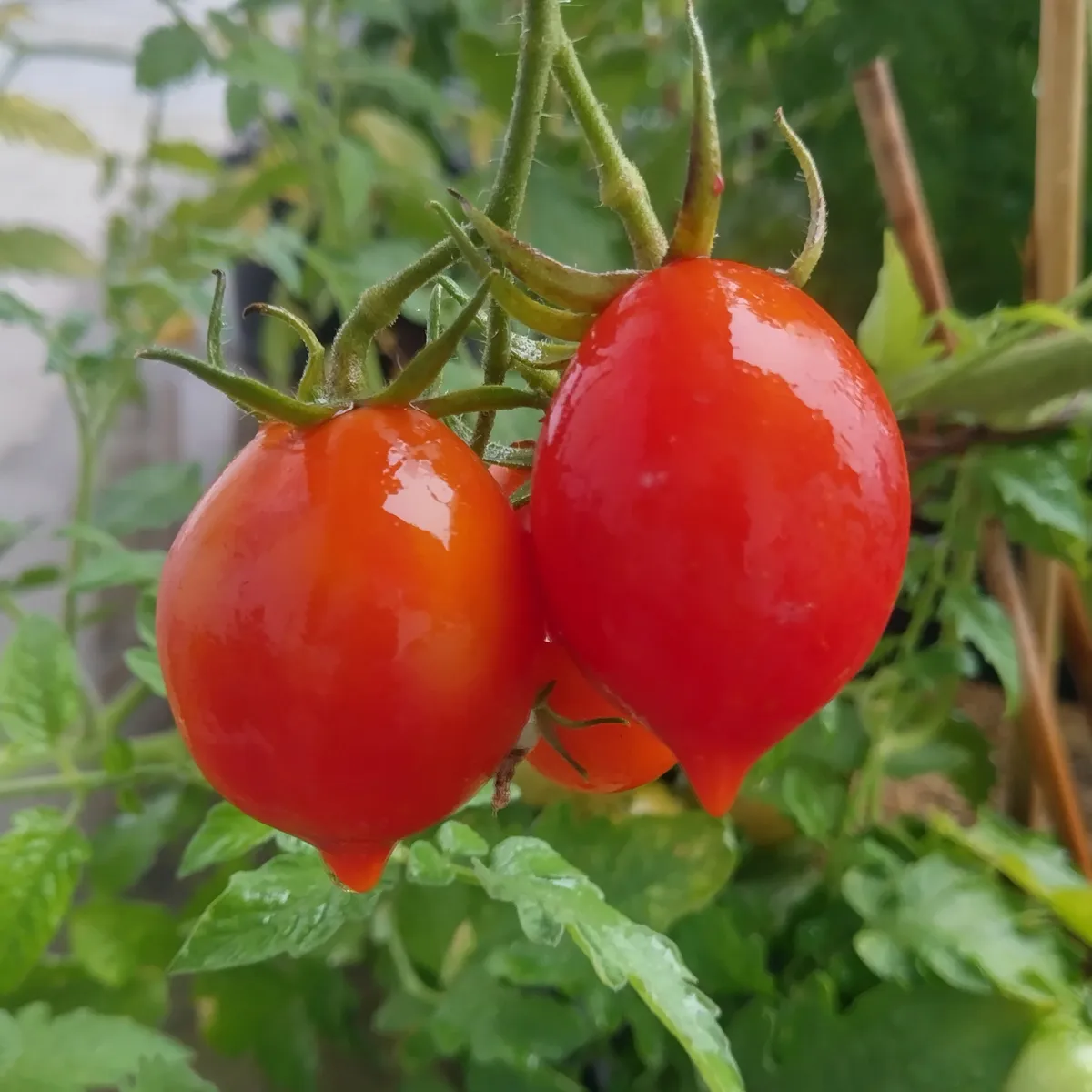 Tomate 'Piennolo del Vesuvio' (Solanum lycopersicum) Samen
