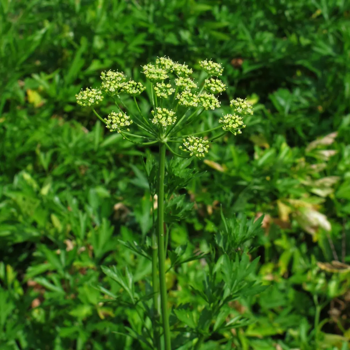 Italienische Glatte Petersilie 'Italian Giant' (Petroselinum crispum) Bio Saatgut