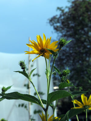Fleur de topinambour