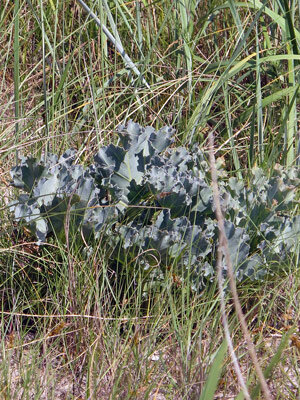Chou marin (Crambe maritima) aux feuilles bleu-vert ondulées parmi les herbes des dunes