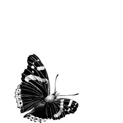 Dessin d'un papillon