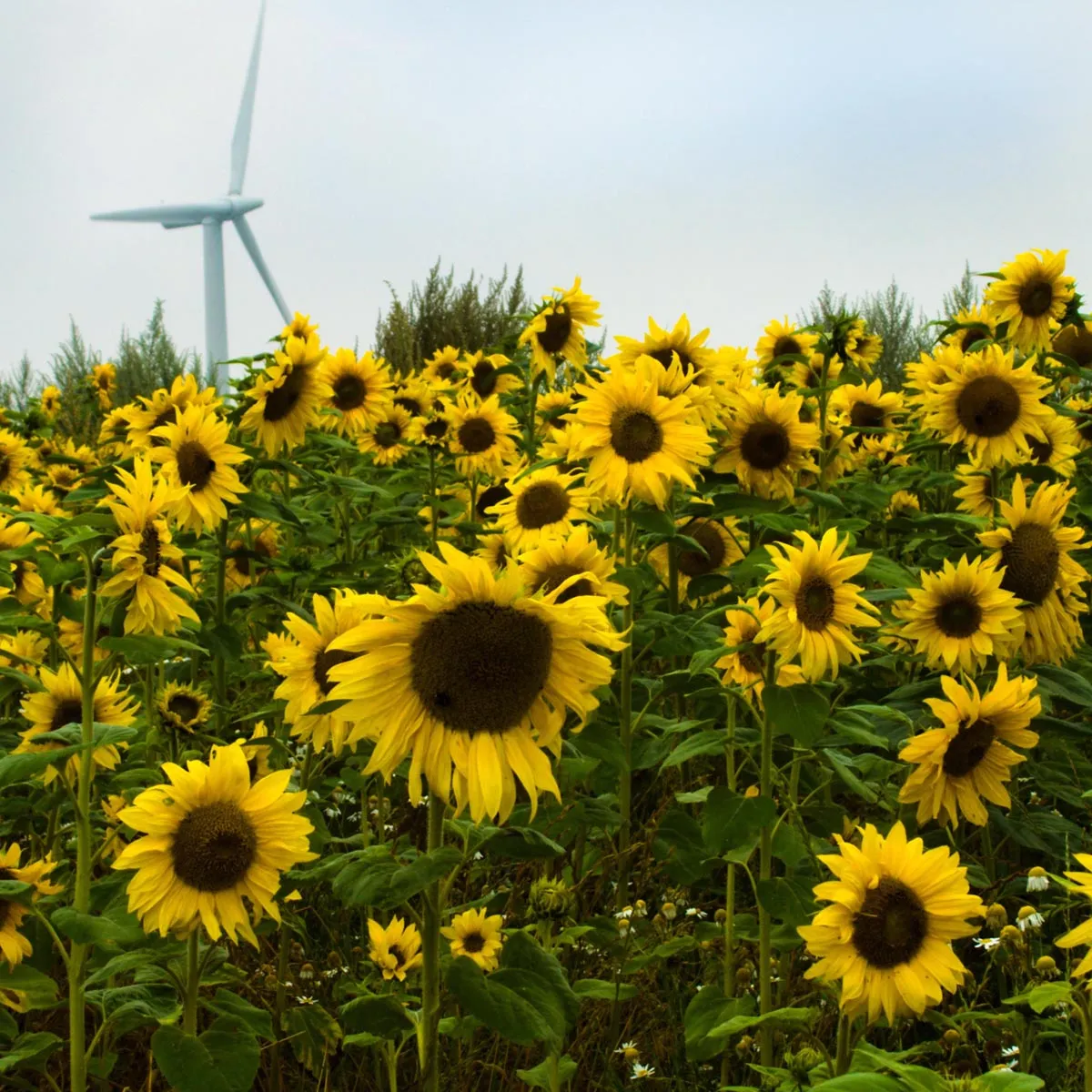 Sonnenblume 'Mittelgroßblumige Gelbe' (Helianthus annuus) Bio Saatgut