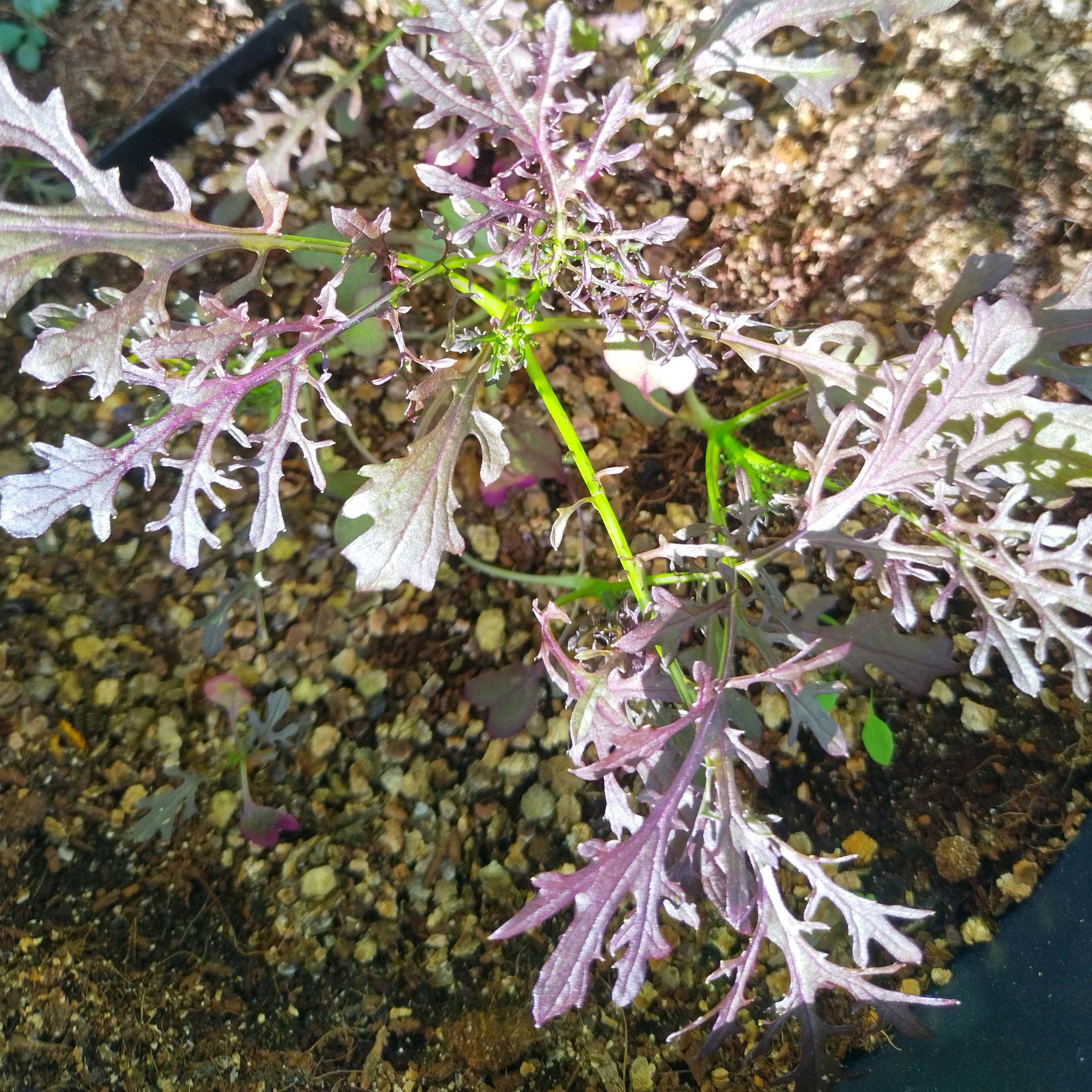 Blattsenf 'Red Frills' (Brassica juncea) Samen
