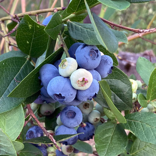 Myrtille américaine (Vaccinium corymbosum) aux baies bleues mûres et baies claires encore vertes