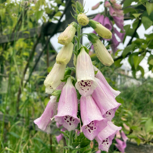 Digitale pourpre (Digitalis purpurea) aux clochettes rose pâle mouchetées à l’intérieur