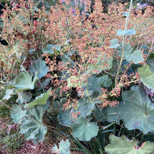 Alchémille défleurie aux inflorescences brunâtres, avant la taille