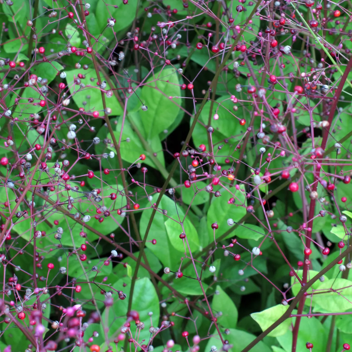 Erd-Ginseng (Talinum paniculatum) Samen