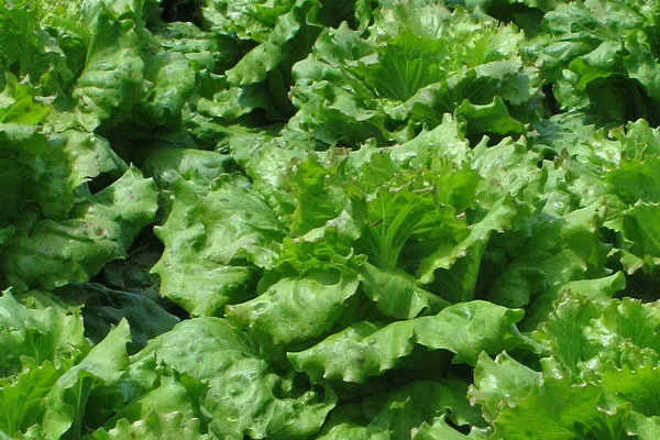 Laitues au potager