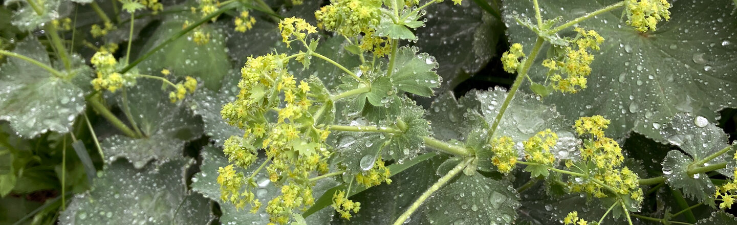 Alchémille en fleur
