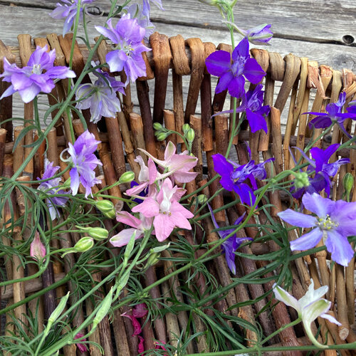 Pied-d'alouette des champs aux fleurs violettes, lilas et roses sur un panier en osier