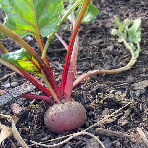 Betterave rouge aux tiges rouges au potager
