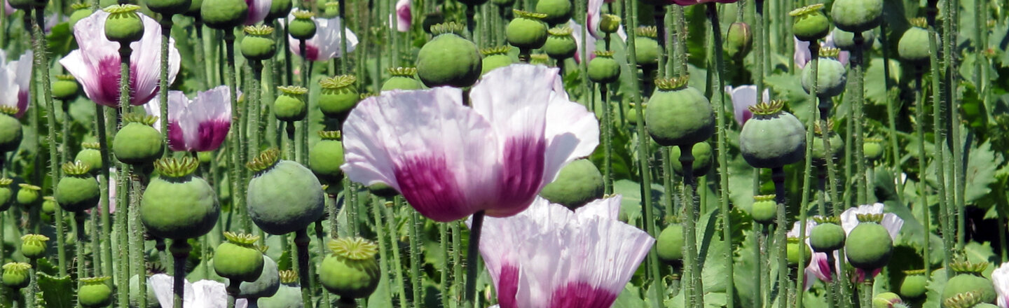 Champ de pavots