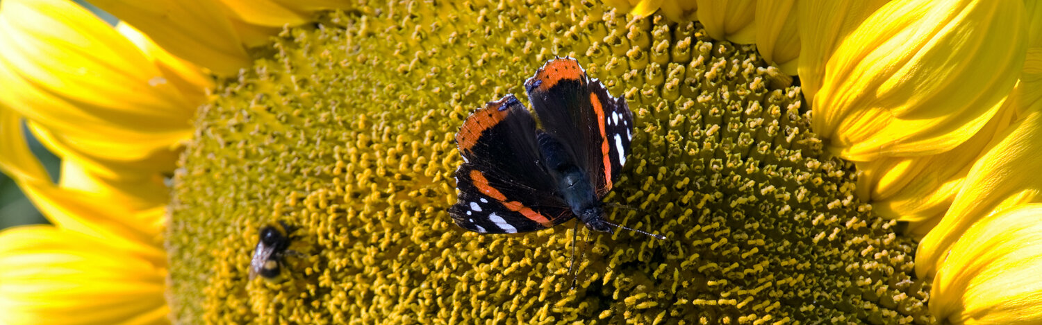 Détail d’une fleur de tournesol avec un papillon et une abeille