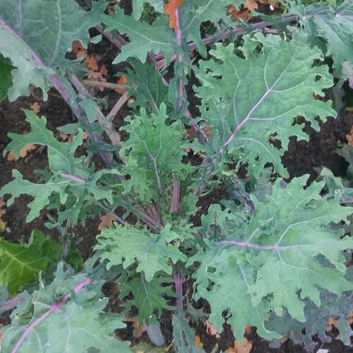 Chou kale 'Red Russian' aux feuilles découpées et nervures violettes au potager