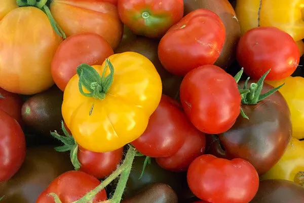 Tomates rouges et jaunes