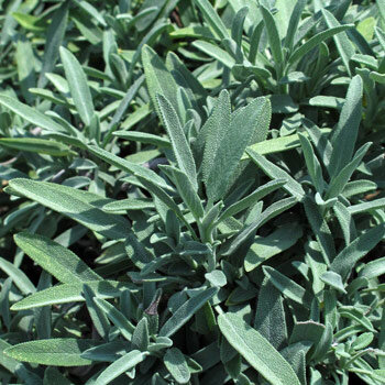 Sauge officinale (Salvia officinalis) aux feuilles vert-gris veloutées