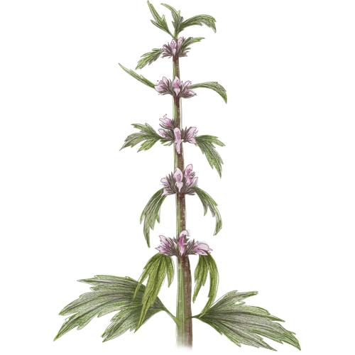 Variétés d'agripaume